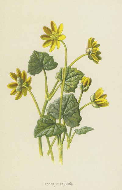 Lesser Celandine by Frederick Edward Hulme