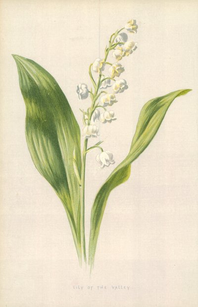 Lily of the Valley by Frederick Edward Hulme
