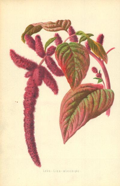 Love-Lies-Bleeding by Frederick Edward Hulme