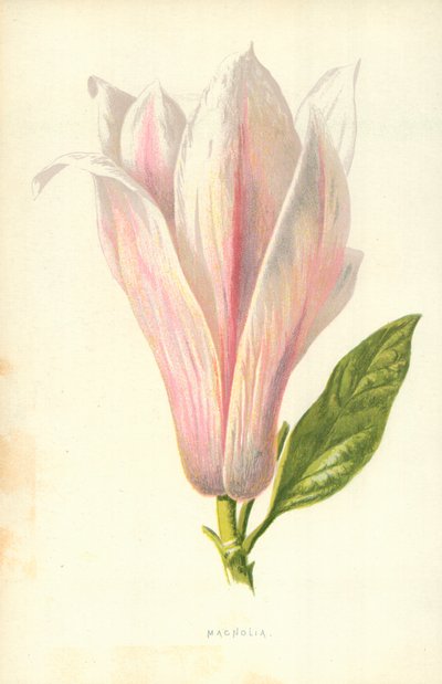 Magnolia by Frederick Edward Hulme