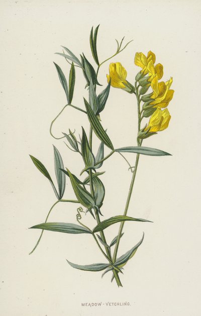 Meadow-Vetchling by Frederick Edward Hulme