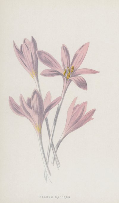 Meadow Saffron by Frederick Edward Hulme