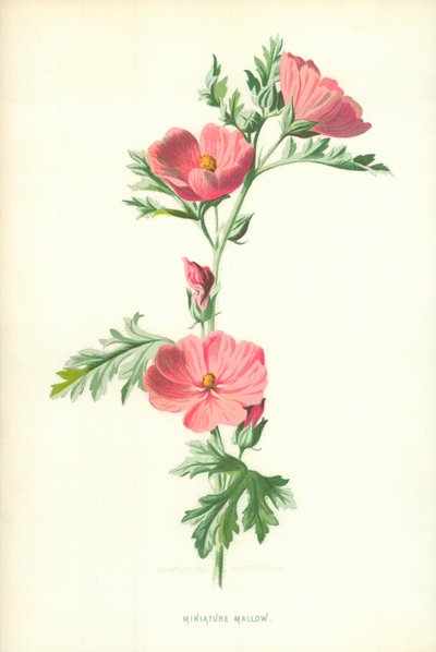 Miniature Mallow by Frederick Edward Hulme