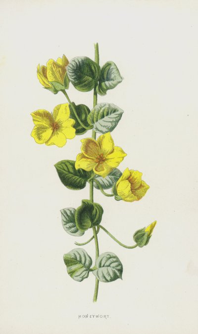 Moneywort by Frederick Edward Hulme