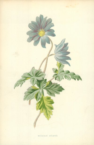 Mountain Anemone by Frederick Edward Hulme