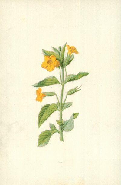 Musk by Frederick Edward Hulme