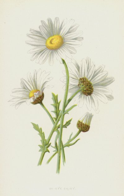 Ox-Eye Daisy by Frederick Edward Hulme
