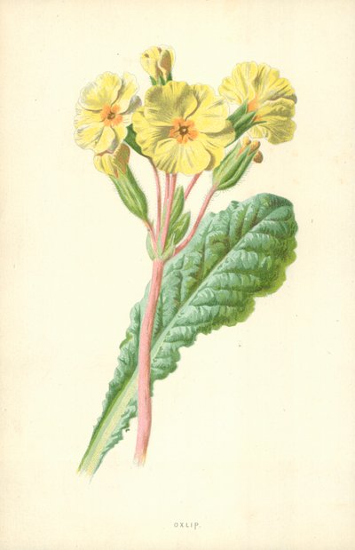 Oxlip by Frederick Edward Hulme