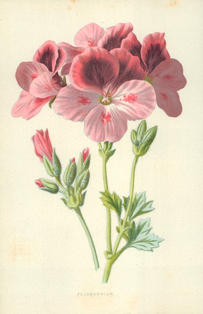 Pelargonium by Frederick Edward Hulme