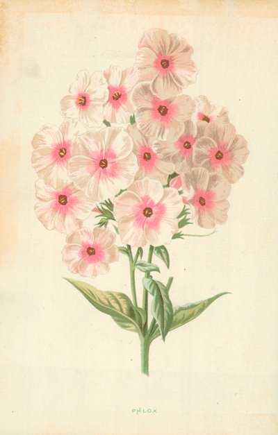 Phlox by Frederick Edward Hulme
