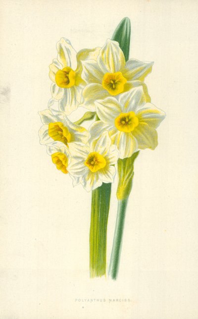 Polyanthus Narciss by Frederick Edward Hulme