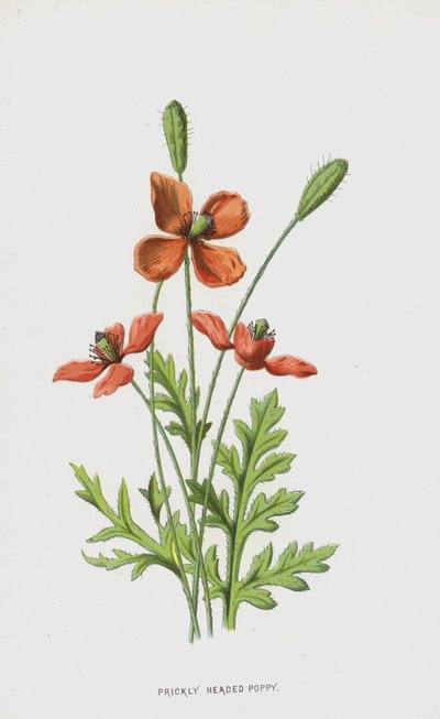 Prickly Headed Poppy by Frederick Edward Hulme