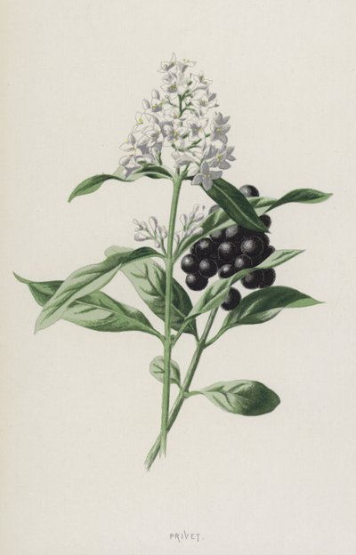 Privet by Frederick Edward Hulme