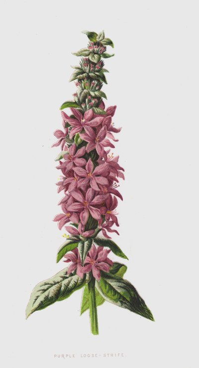 Purple Loose-Strife by Frederick Edward Hulme