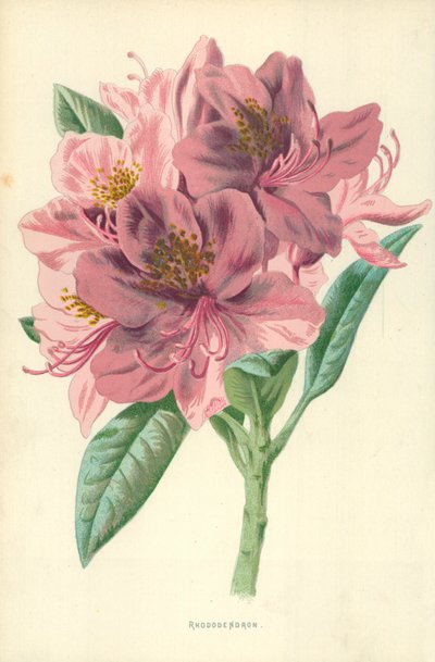 Rhododendron by Frederick Edward Hulme