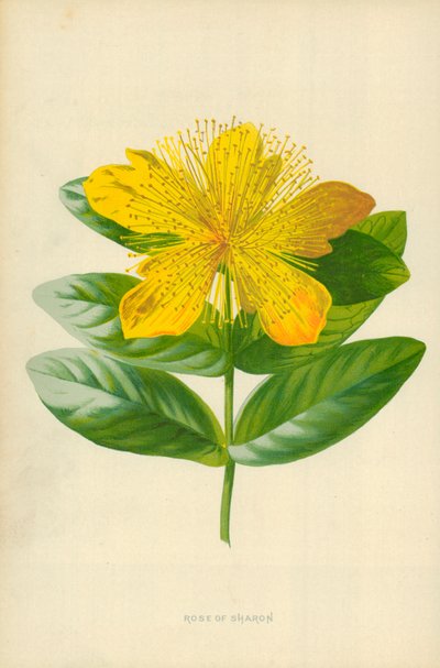 Rose of Sharon by Frederick Edward Hulme