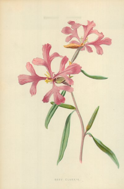 Rosy Clarkia by Frederick Edward Hulme