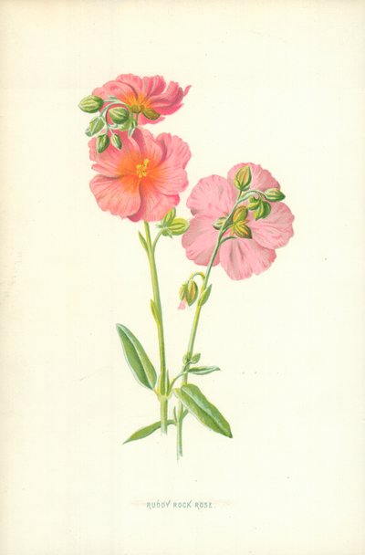 Ruddy Rock Rose by Frederick Edward Hulme