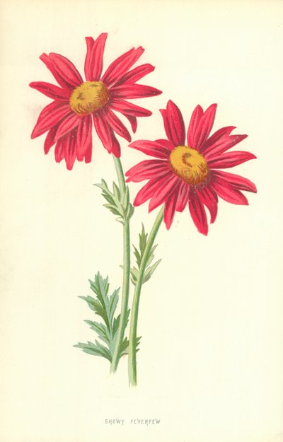 Showy Feverfew by Frederick Edward Hulme