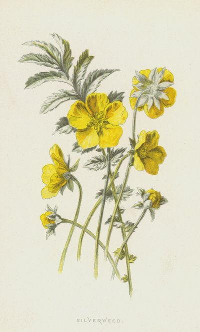 Silverweed by Frederick Edward Hulme