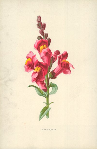 Snapdragon by Frederick Edward Hulme