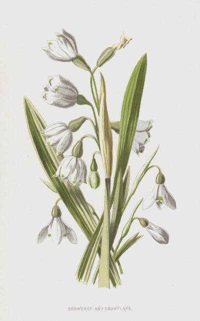 Snowdrop and Snowflake by Frederick Edward Hulme