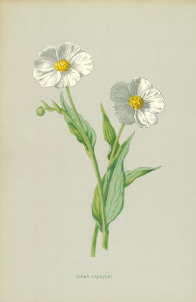 Snowy Crowfoot by Frederick Edward Hulme