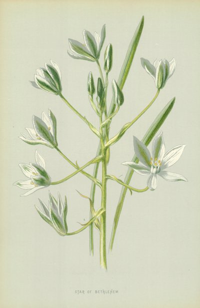 Star of Bethlehem by Frederick Edward Hulme