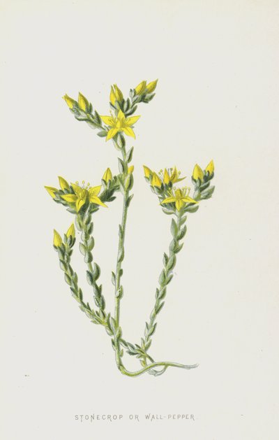 Stonecrop or Wall-Pepper by Frederick Edward Hulme
