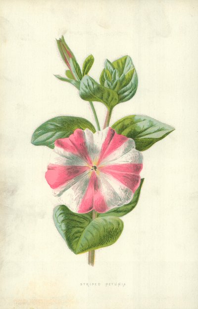 Striped Petunia by Frederick Edward Hulme
