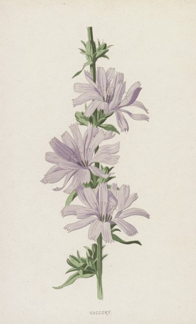 Succory by Frederick Edward Hulme