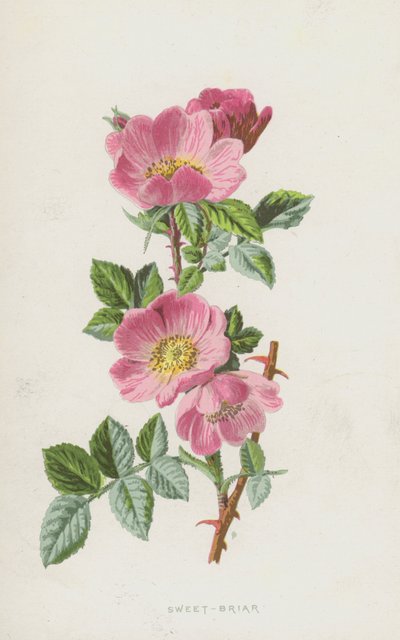 Sweet-Briar by Frederick Edward Hulme