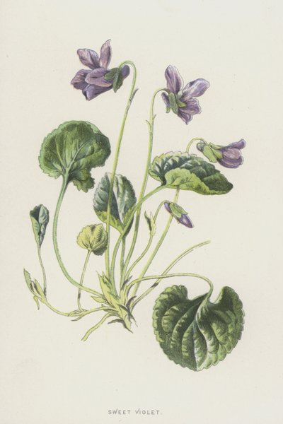 Sweet Violet by Frederick Edward Hulme