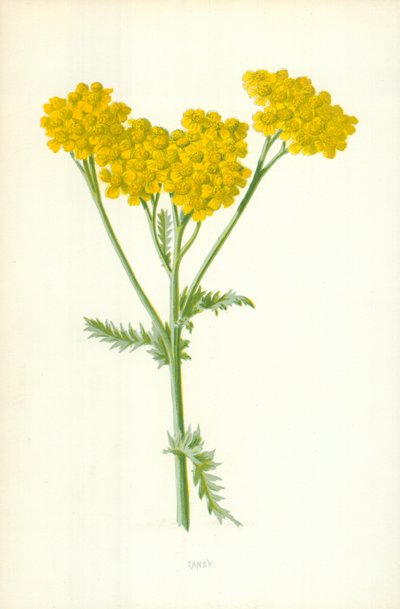 Tansy by Frederick Edward Hulme