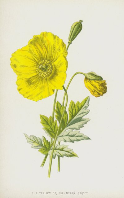 The Yellow or Mountain Poppy by Frederick Edward Hulme