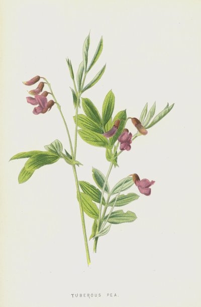 Tuberous Pea by Frederick Edward Hulme