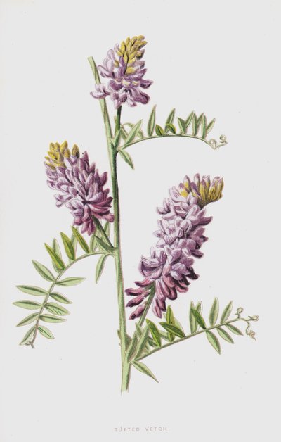 Tufted Vetch by Frederick Edward Hulme