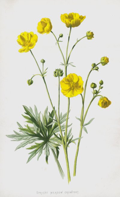 Upright Meadow Crowfoot by Frederick Edward Hulme