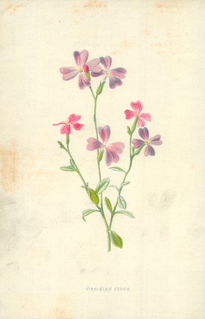Virginian Stock by Frederick Edward Hulme
