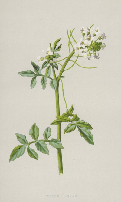 Water-Cress by Frederick Edward Hulme