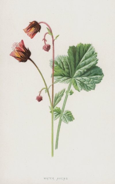 Water Avens by Frederick Edward Hulme