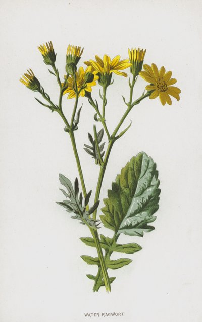 Water Ragwort by Frederick Edward Hulme