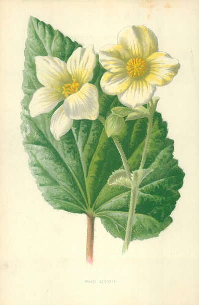 White Begonia by Frederick Edward Hulme