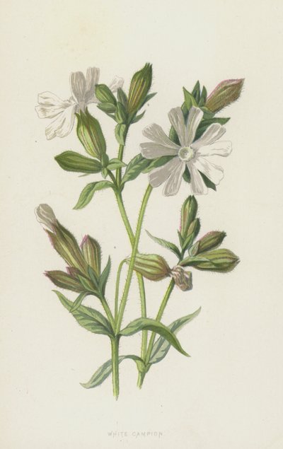 White Campion by Frederick Edward Hulme