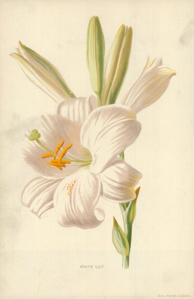 White Lily by Frederick Edward Hulme