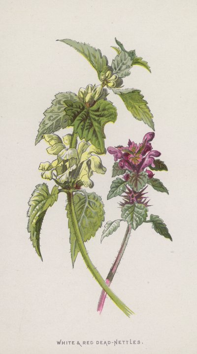 White and Red Dead-Nettles by Frederick Edward Hulme