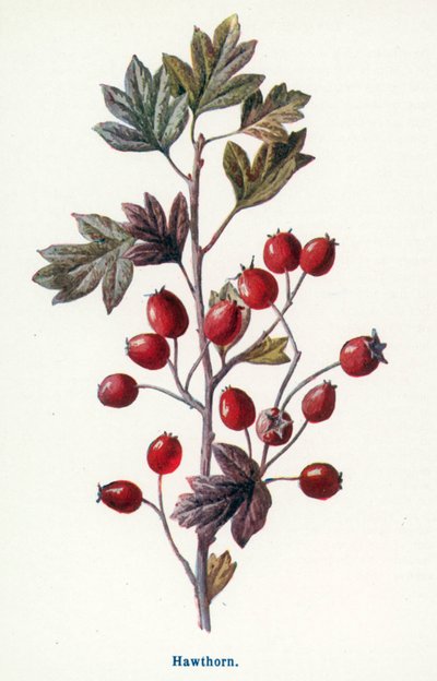 Wild Fruits of the Country-side: Hawthorn by Frederick Edward Hulme