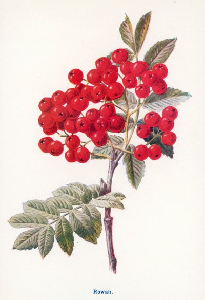 Wild Fruits of the Country-side: Rowan by Frederick Edward Hulme
