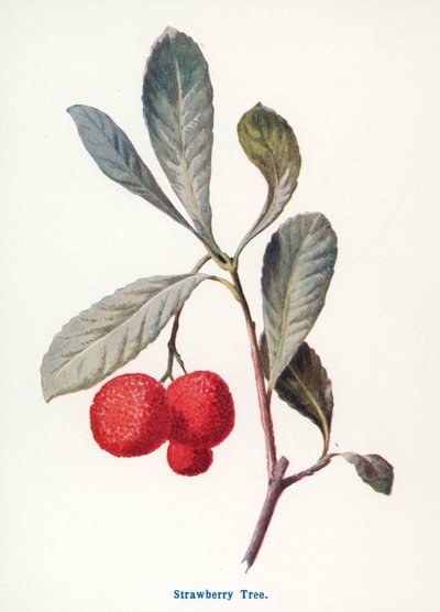 Wild Fruits of the Countryside: Strawberry Tree by Frederick Edward Hulme