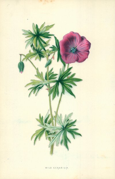 Wild Geranium by Frederick Edward Hulme